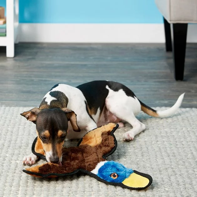 Frisco||Virbac Frisco Flat Plush Squeaking Duck Dog Toy & Virbac C.E.T. Enzymatic Dog & Cat Vanilla-Mint Flavor Toothpaste 5 Frisco||Virbac Frisco Flat Plush Squeaking Duck Dog Toy & Virbac C.E.T. Enzymatic Dog & Cat Vanilla-Mint Flavor Toothpaste - Image 3