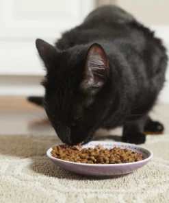 Frisco Kaleidoscope Pattern Non-skid Ceramic Cat Dish, Purple, 0.62 Cup 10 Frisco Kaleidoscope Pattern Non-skid Ceramic Cat Dish, Purple, 0.62 Cup -Dog Cat Corner 256088 PT2. SY630 V1616167026