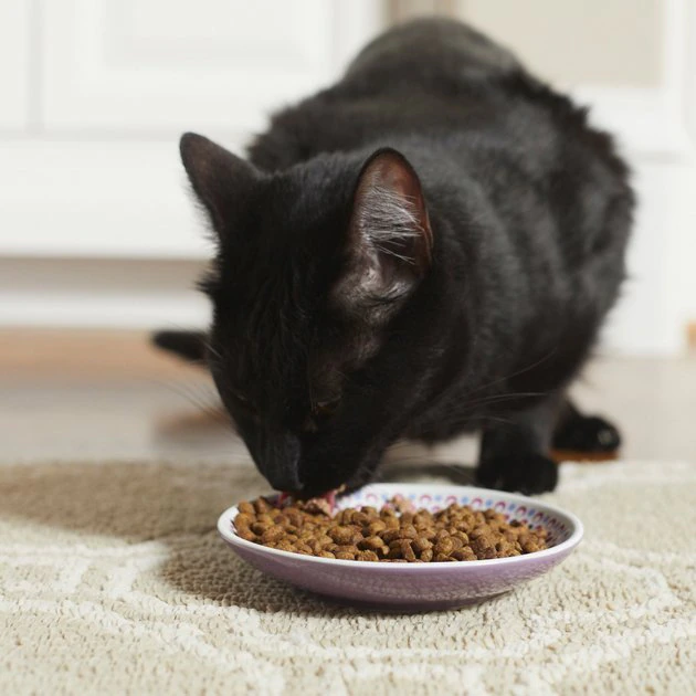 Frisco Kaleidoscope Pattern Non-skid Ceramic Cat Dish, Purple, 0.62 Cup 5 Frisco Kaleidoscope Pattern Non-skid Ceramic Cat Dish, Purple, 0.62 Cup - Image 3