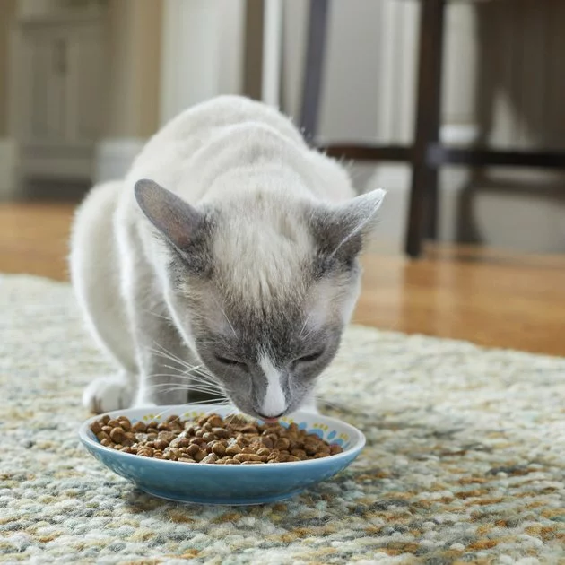 Frisco Kaleidoscope Pattern Non-skid Ceramic Cat Dish, Blue, 0.62 Cup 5 Frisco Kaleidoscope Pattern Non-skid Ceramic Cat Dish, Blue, 0.62 Cup - Image 3