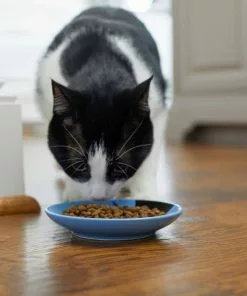 Frisco Cat Face Non-skid Ceramic Cat Dish, Blue, 0.50 Cup -Dog Cat Corner 256101 PT3. SY630 V1617130591