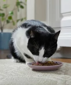 Frisco Paris Non-skid Ceramic Cat Dish, 0.62 Cup -Dog Cat Corner 256115 PT4. SY630 V1618494758