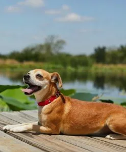 Frisco Outdoor Solid Textured Waterproof Stink Proof PVC Dog Collar -Dog Cat Corner 256497 PT5. SY630 V1625585728