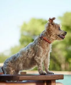 Frisco Outdoor Two Toned Waterproof Stink Proof PVC Dog Collar -Dog Cat Corner 256586 PT5. SY630 V1625588493