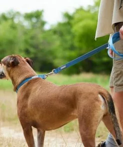 Frisco Outdoor Heathered Nylon Leash -Dog Cat Corner 256647 PT5. SY630 V1625588443