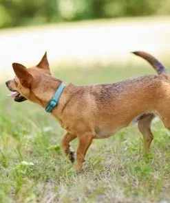 Frisco Outdoor Nylon Reflective Comfort Padded Dog Collar -Dog Cat Corner 256658 PT5. SY630 V1625586779