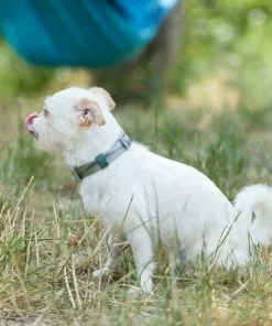 Frisco Outdoor Woven Jacquard Nylon Dog Collar -Dog Cat Corner 256733 PT5. SY630 V1625587684