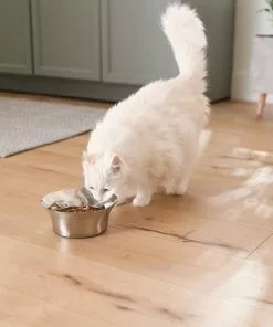 Frisco Flare Dog & Cat Bowl 16 Frisco Flare Dog & Cat Bowl -Dog Cat Corner 257162 PT7. SY630 V1615989167