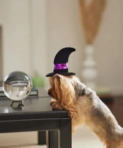 Frisco Midnight Witch Dog & Cat Hat -Dog Cat Corner 261106 PT8. SY630 V1624339477