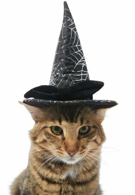 Frisco Cobweb Witch Dog & Cat Hat 3 Frisco Cobweb Witch Dog & Cat Hat