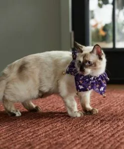 Frisco Spooky Halloween Cat Collar Ruffle, One Size -Dog Cat Corner 261118 PT8. SY630 V1624306379