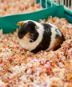 Frisco Small Pet Bedding, Multi-Colored, 56-L -Dog Cat Corner 263930 PT5. SY630 V1625586911