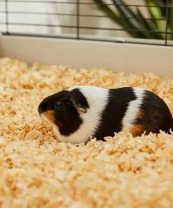 Frisco Pine Shaving Small Pet Bedding, 141-L -Dog Cat Corner 263934 PT5. SY630 V1625585896