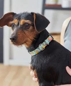 Frisco Tropics Dog Collar 9 Frisco Tropics Dog Collar -Dog Cat Corner 264058 PT3. SY630 V1616766751