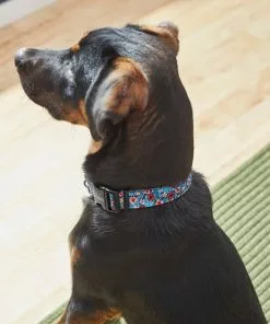 Frisco Hawaii Nights Dog Collar -Dog Cat Corner 264067 PT3. SY630 V1616768846