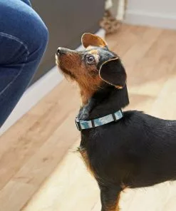 Frisco Blue Tie-Dye Dog Collar -Dog Cat Corner 264076 PT3. SY630 V1616776089