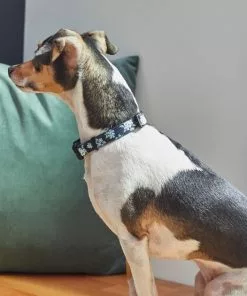 Frisco Evening Floral Dog Collar -Dog Cat Corner 264085 PT3. SY630 V1616776141