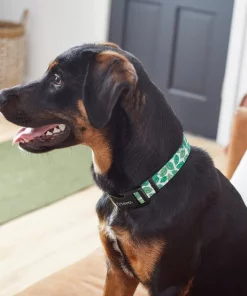 Frisco Spring Leaves Dog Collar 9 Frisco Spring Leaves Dog Collar -Dog Cat Corner 264094 PT3. SY630 V1616776106