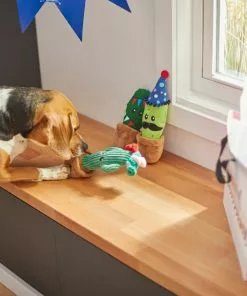 Frisco Birthday Cactus Plush Squeaky Dog Toy, 3 count -Dog Cat Corner 264426 PT3. SY630 V1619474032
