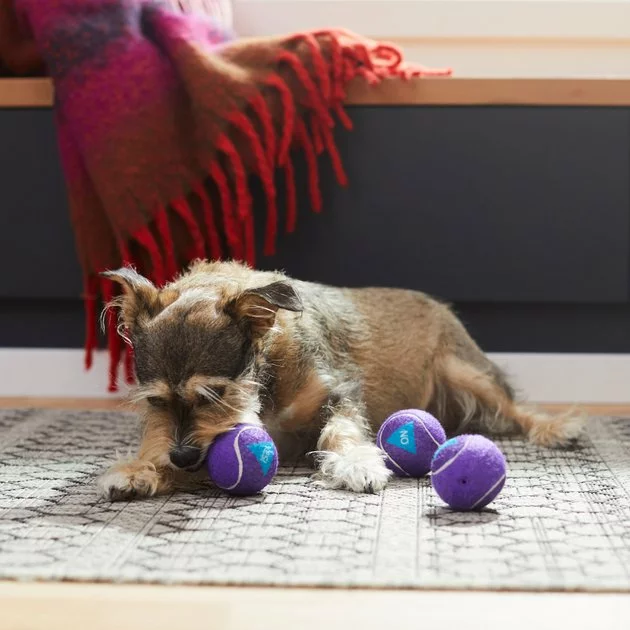 Frisco Magic Fortune Fetch Squeaky Tennis Ball Dog Toy, 3 count 5 Frisco Magic Fortune Fetch Squeaky Tennis Ball Dog Toy, 3 count - Image 3