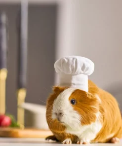 Frisco Chef Guinea Pig Costume Hat, One Size -Dog Cat Corner 265887 PT8. SY630 V1624307877
