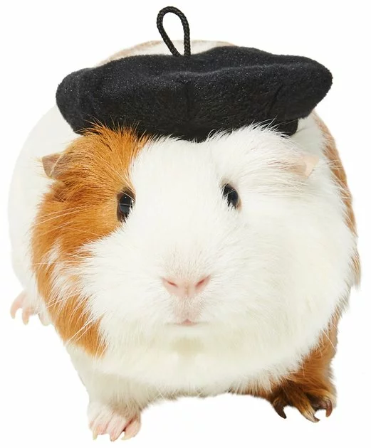 Frisco French Beret Guinea Pig Costume Hat, One Size 3 Frisco French Beret Guinea Pig Costume Hat, One Size
