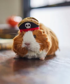 Frisco Pirate Guinea Pig Costume Hat, One Size -Dog Cat Corner 265893 PT8. SY630 V1624336771