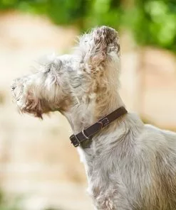 Frisco Top Grain Leather Collar 9 Frisco Top Grain Leather Collar -Dog Cat Corner 266518 PT3. SY630 V1619535006