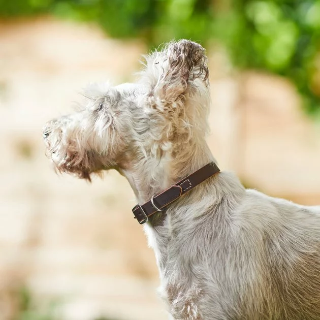 Frisco Top Grain Leather Collar 6 Frisco Top Grain Leather Collar - Image 4