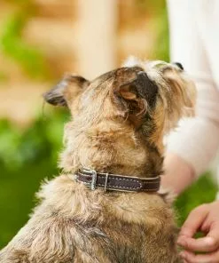 Frisco Two Tone Top Grain Leather Collar 9 Frisco Two Tone Top Grain Leather Collar -Dog Cat Corner 266526 PT3. SY630 V1619534946