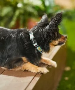 Frisco Ice Cream Party Dog Collar -Dog Cat Corner 269469 PT3. SY630 V1619535824