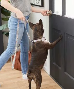 Frisco Traffic Signs Dog Leash -Dog Cat Corner 269506 PT3. SY630 V1619535428