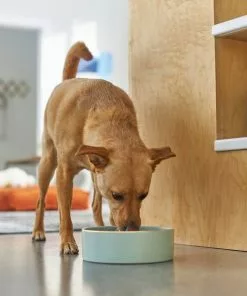 Frisco Modern Gold Rim Ceramic Dog & Cat Bowl -Dog Cat Corner 270179 PT2. SY630 V1620762266