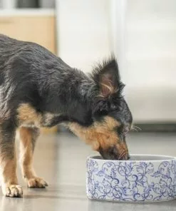 Frisco Blue Garden Non-skid Ceramic Dog Bowl -Dog Cat Corner 270197 PT2. SY630 V1620762069