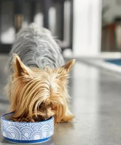 Frisco Blue Oriental Non-skid Ceramic Dog & Cat Bowl 11 Frisco Blue Oriental Non-skid Ceramic Dog & Cat Bowl -Dog Cat Corner 270203 PT2. SY630 V1620761962
