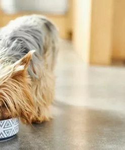 Frisco Tribal Aztec Non-skid Ceramic Dog & Cat Bowl -Dog Cat Corner 270217 PT2. SY630 V1620762360