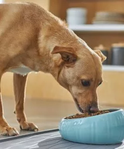 Frisco Slanted Ceramic Dog Bowl, Blue, 4.5 Cups -Dog Cat Corner 270221 PT2. SY630 V1620761979