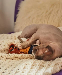 Frisco Halloween Good Bear, Bad Bear Reversible Plush Cat Toy with Catnip -Dog Cat Corner 270299 PT3. SY630 V1624817131