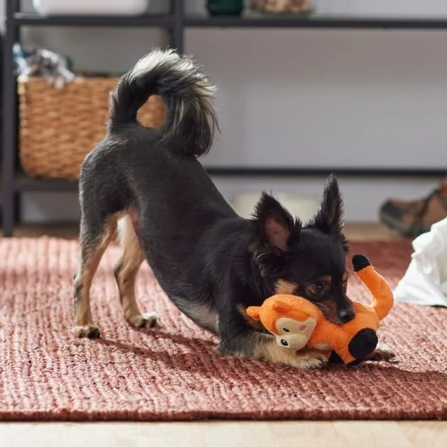 Frisco Camping Fox Plush Squeaky Dog Toy 5 Frisco Camping Fox Plush Squeaky Dog Toy - Image 3