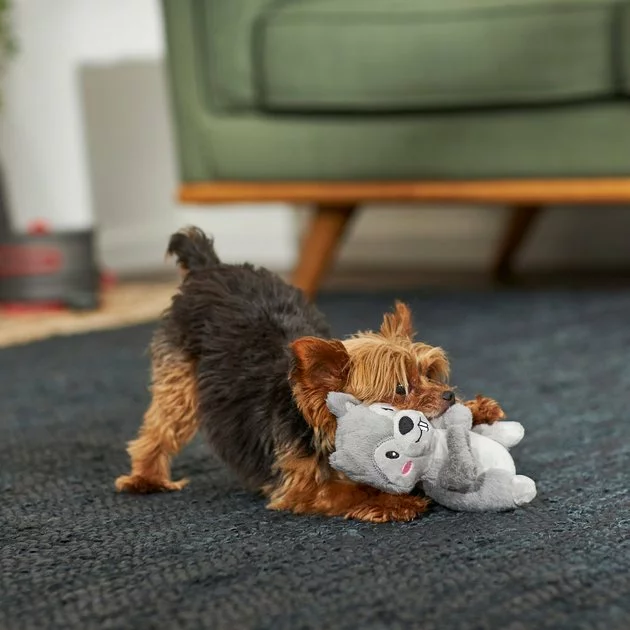 Frisco Camping Squirrel Plush Squeaky Dog Toy 5 Frisco Camping Squirrel Plush Squeaky Dog Toy - Image 3