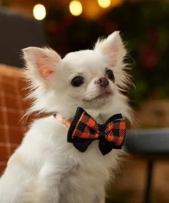 Frisco Halloween Plaid Dog Collar with Bow -Dog Cat Corner 272857 PT8. SY630 V1623879164