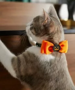 Frisco Black Glitter Cat collar with Pumpkin Bow -Dog Cat Corner 272866 PT8. SY630 V1623879510