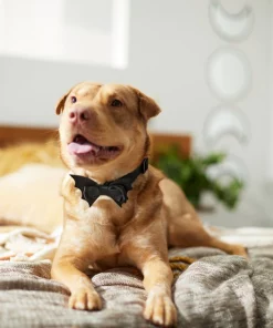 Frisco Removable Bat Wing Collar Bow -Dog Cat Corner 272872 PT8. SY630 V1623879427