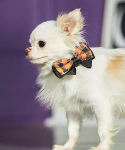 Frisco Removable Halloween Plaid Collar Bow -Dog Cat Corner 272875 PT8. SY630 V1623879534