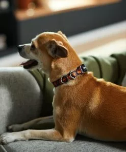 Frisco Spooky Pumpkin Dog Collar 9 Frisco Spooky Pumpkin Dog Collar -Dog Cat Corner 272878 PT8. SY630 V1623879563