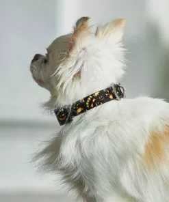 Frisco Scary Pumpkins Dog Collar -Dog Cat Corner 272883 PT8. SY630 V1623879639