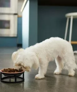 Frisco Paw Print Elevated Stainless Steel Dog & Cat Bowl -Dog Cat Corner 277513 PT2. SY630 V1630509092