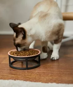 Frisco Paw Print Elevated Stainless Steel Dog & Cat Bowl -Dog Cat Corner 277513 PT3. SY630 V1630348076