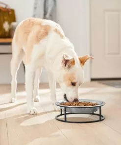 Frisco Elevated Non-skid Stainless Steel Dog & Cat Bowl 10 Frisco Elevated Non-skid Stainless Steel Dog & Cat Bowl -Dog Cat Corner 277536 PT2. SY630 V1630346679