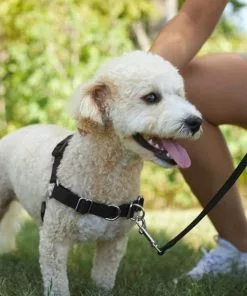 Frisco Basic No Pull Harness -Dog Cat Corner 277871 PT4. SY630 V1629816973